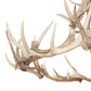Meyda 68" Wide Antlers Elk 12 Light Chandelier- 247851