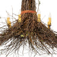 Meyda 36" Wide Twigs 8 Light Chandelier 251958